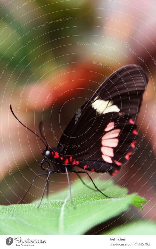 butterfly in the morning... Nature Plant Animal Tree Bushes Leaf Garden Park Meadow Wild animal Butterfly Animal face Wing Eyes Legs Feeler Trunk 1 Observe