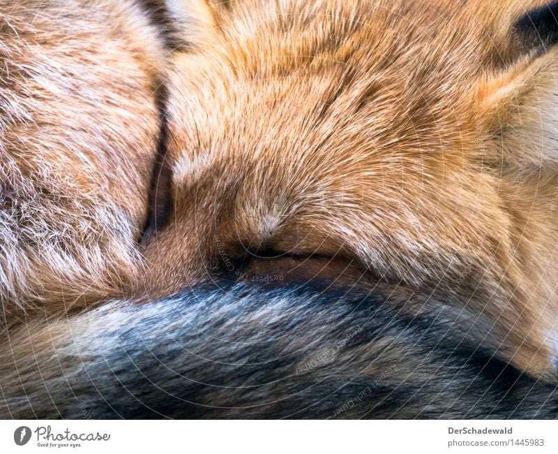 Sleeping Mr. Fox Calm Nature Animal Pelt Lie Bright Cuddly Background picture fox For red growth Day forest dwellers Europe Colour fluffy hunter Cuddling