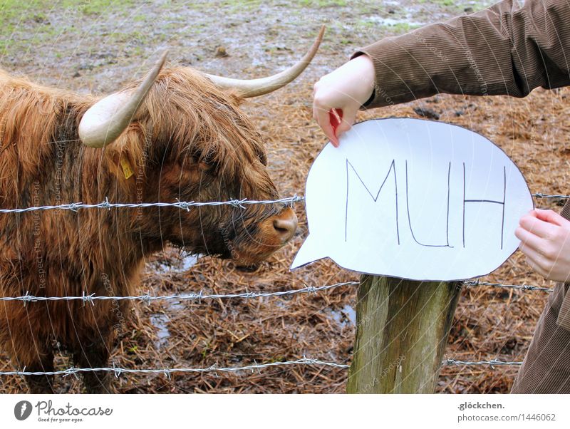 moo Meadow Field Cow Speech bubble Thorny Brown Colour photo Exterior shot Day