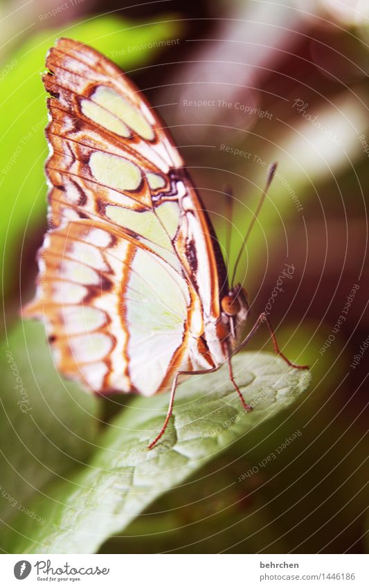 butterfly Nature Plant Animal Tree Bushes Leaf Garden Park Meadow Wild animal Butterfly Animal face Wing Legs Feeler Compound eye 1 Observe Relaxation Flying