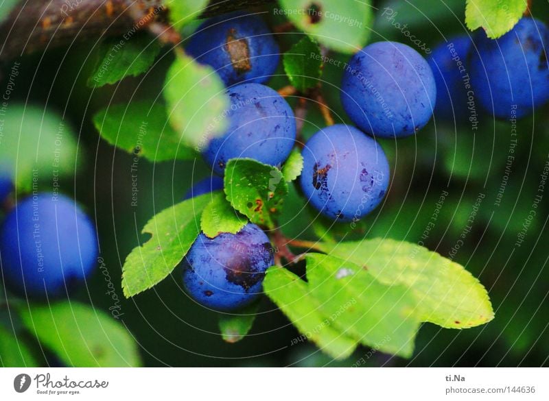 sloe balls Fruit Plant Bushes Leaf Sphere Blue Green Sloe Deserted Berries Close-up Macro (Extreme close-up)