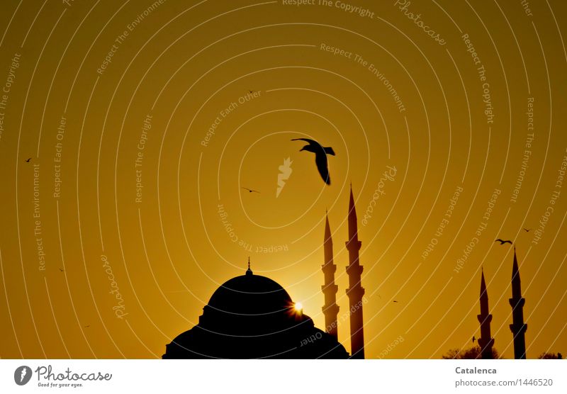Seagull over minaret of Blue Mosque at sunset muezzin Cloudless sky Sunrise Sunset Beautiful weather mosque dome minarets Tourist Attraction Landmark Monument