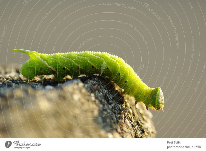 Your way Caterpillar Crawl Green Macro (Extreme close-up) Insect Reptiles Animal Walking Going Head Tails Legs