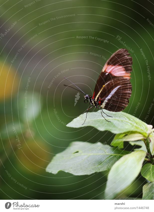 whorls Animal Butterfly Wing 1 Moody Zoo Summer Beautiful Delicate Leaf Plant Colour photo Exterior shot Detail Macro (Extreme close-up) Day