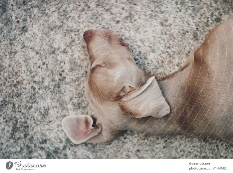 truce. Animal Pet Dog Hound Weimaraner 1 Relaxation Lie Sleep Beautiful Cute Brown Boredom Fatigue exa 1b Analog 35mm film Colour photo Subdued colour