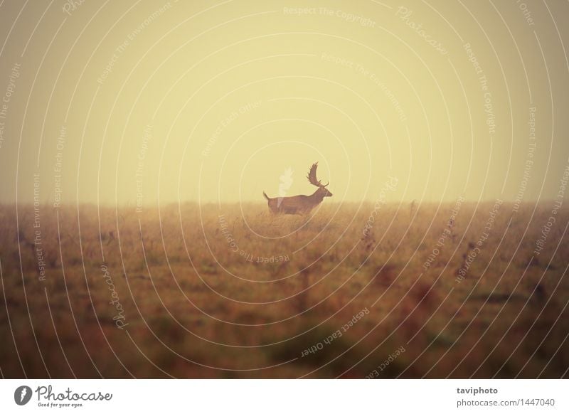 fallow deer buck in misty morning Beautiful Hunting Man Adults Nature Landscape Animal Autumn Weather Fog Tree Grass Meadow Natural Wild Colour Deer Fallow land