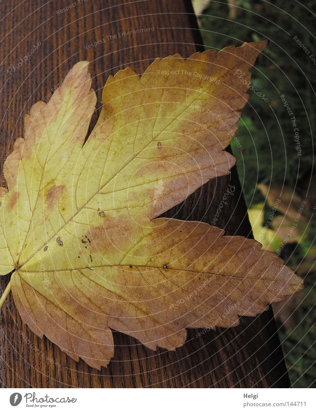 Close-up of an autumnal yellow-brown coloured maple leaf on wood Autumn Leaf To fall Maple tree Maple leaf Dyeing Colour Tree Bench Wood Wooden board Lie Grass