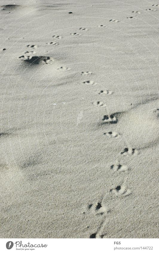 footsteps Beach Seagull Lake Wind Feed Bird Cold Passion Breeze March Vacation & Travel To enjoy Earth Sand Tracks Weather Curve Search tramp Feet Clarity