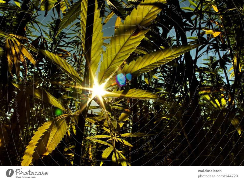 Release the hemp! Intoxicant Sun Hemp Leaf Field Industrial Hemp Plantation Cannabis fibre plant Lens flare Colour photo Morning Light (Natural Phenomenon)