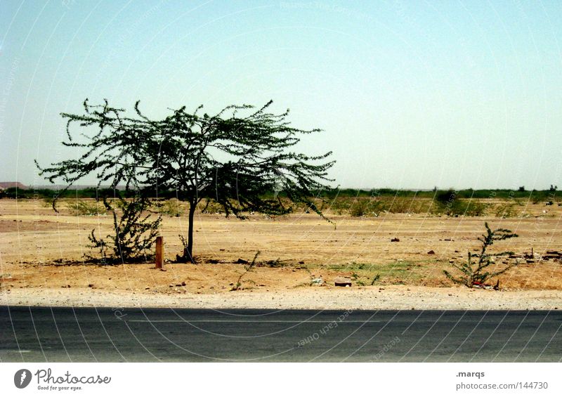 Road to Jaisalmer Steppe Vacation & Travel India Tree Summer Street Desert Warmth Dry ...