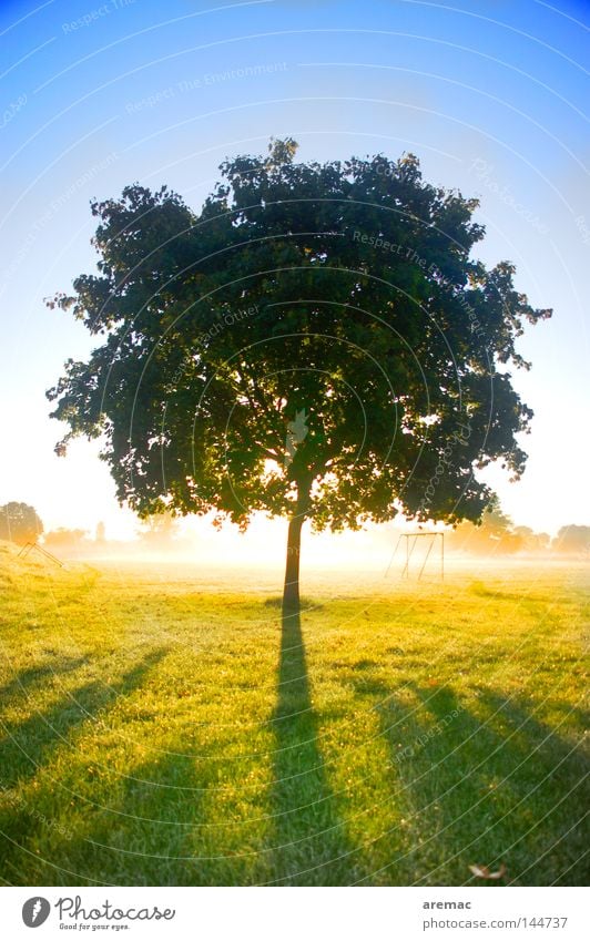 backlight Tree Back-light Light Sunrise Individual Meadow Autumn Celestial bodies and the universe Silhouette Bright Shadow