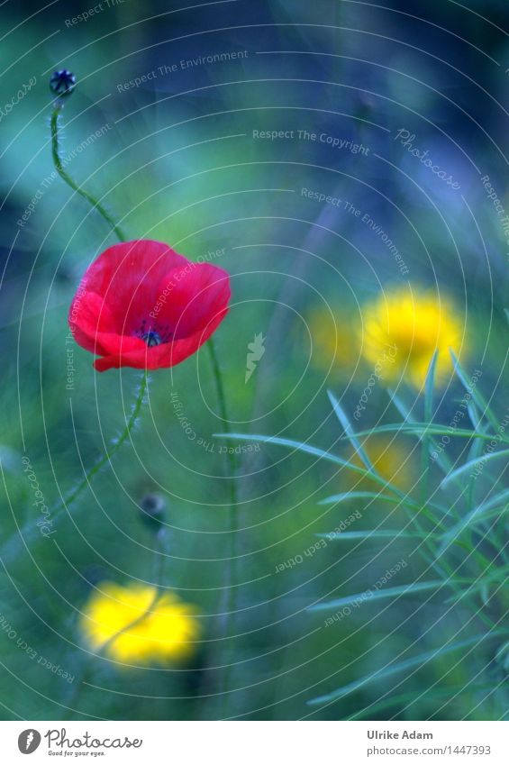 Painting Poppy Nature Plant Summer Beautiful weather Flower Blossom Wild plant poppy flower Poppy blossom Garden Park Meadow Field Country  garden Blossoming
