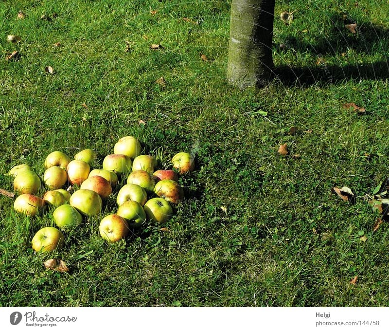 ripe apples lying under an apple tree in the grass Apple Autumn Harvest To fall Pick Lie Tree Apple tree Tree trunk Tree bark Grass Meadow Blade of grass Leaf