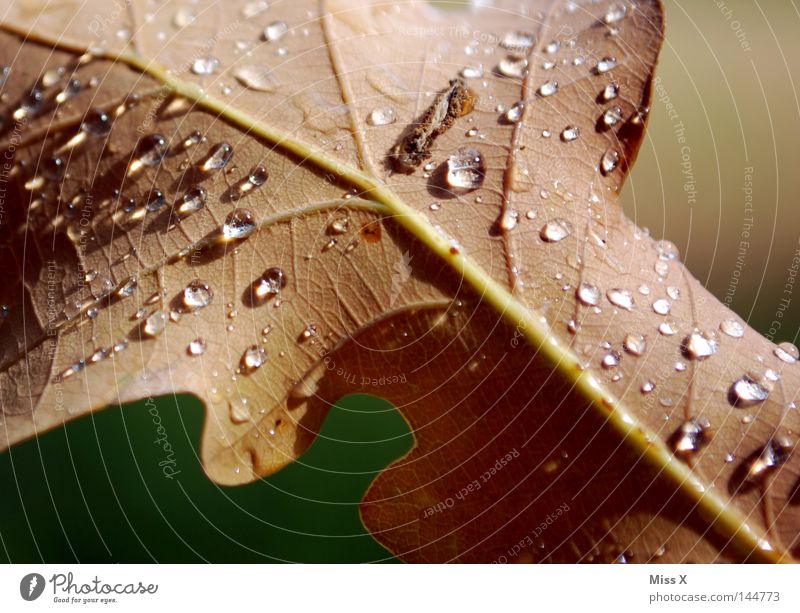 The beautiful rainy day Colour photo Detail Macro (Extreme close-up) Water Drops of water Bad weather Rain Thunder and lightning Leaf Brown Green Vessel