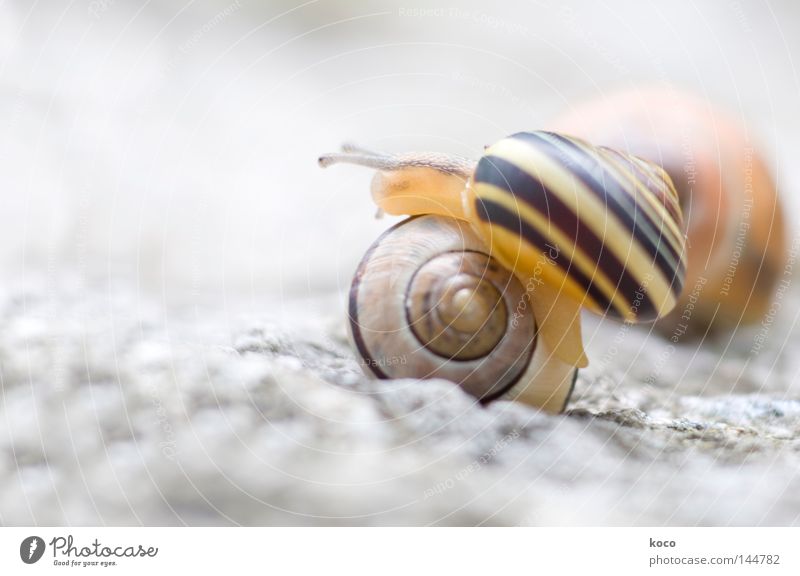 all over the place Snail Snail shell Yellow Spiral Upward Round Circle Bright Hurdle Animal