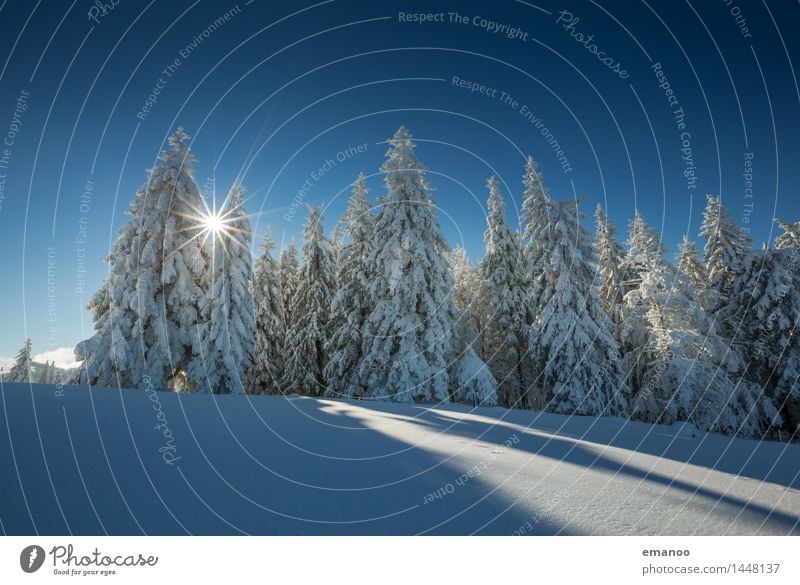 Sun in the winter forest Vacation & Travel Tourism Winter Snow Winter vacation Mountain Hiking Nature Landscape Air Sky Weather Ice Frost Plant Tree Forest Hill