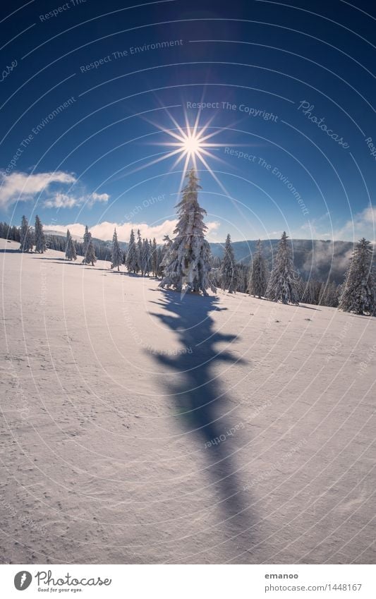silver fir Vacation & Travel Trip Freedom Winter Snow Winter vacation Mountain Hiking Nature Landscape Air Sky Sun Climate Beautiful weather Ice Frost Tree