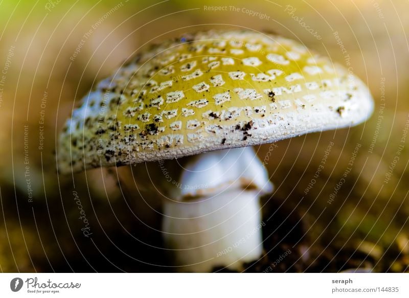 Mushroom Spore Woodground Mushroom cap Spotted Blusher Environment Environmental protection Biology Maturing time Autumn Ecological Symbiosis Life form Nature
