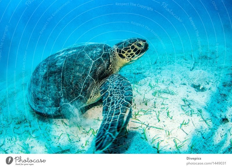 Sea Turtle Dive Animal Wild animal Fish Swimming & Bathing Authentic Exceptional Good Beautiful Green Emotions turtle scuba diving Colour photo Multicoloured