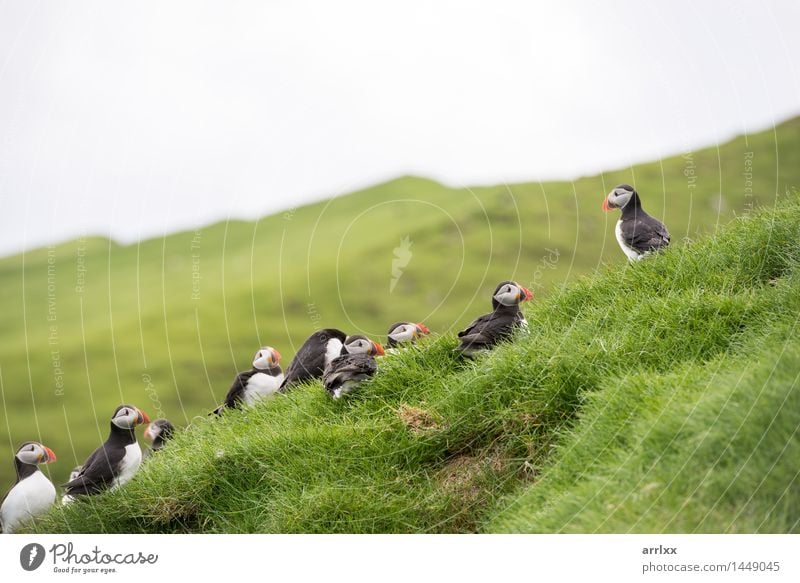 Atlantic puffins, Fratercula arctica Environment Nature Landscape Animal Grass Wild animal Bird Group of animals Funny Natural Cute Black White positive