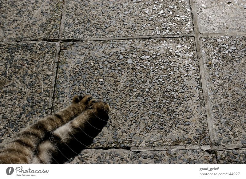 chill Cat Paw Pelt Pattern Gray Black Claw Floor covering Stone Reflection Shadow Prefab construction