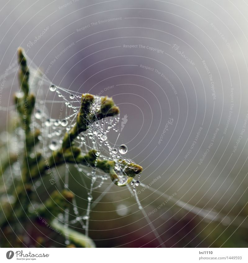 Drop on spider's web Environment Nature Plant Air Drops of water Autumn Fog Tree Wild plant Tree of life with spider web Garden Park Meadow Field Fresh