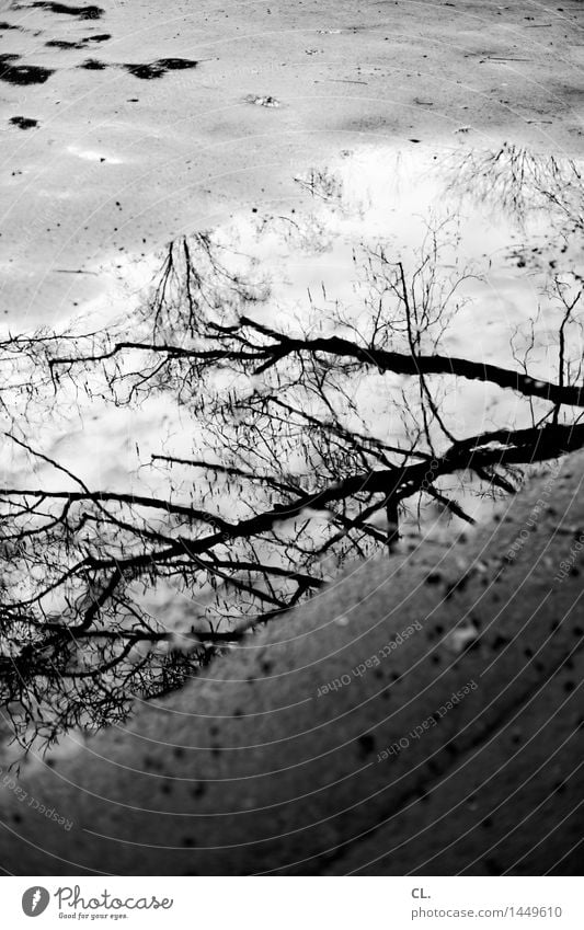 puddle Environment Nature Water Autumn Winter Climate Weather Bad weather Rain Tree Branch Ground Wet Gloomy Transience Puddle Black & white photo Exterior shot