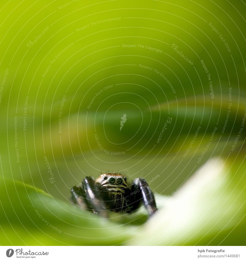 spring spider Nature Animal Spider 1 Discover To feed Elegant Green Anticipation Enthusiasm Sympathy Friendship Love of animals Surprise Timidity Disgust