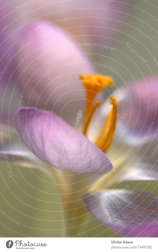 Crocus in detail Nature Plant Spring Blossom spring bloomers Garden Park Country  garden Illuminate Warmth Soft Pink Moody Spring fever Inspiration Pistil