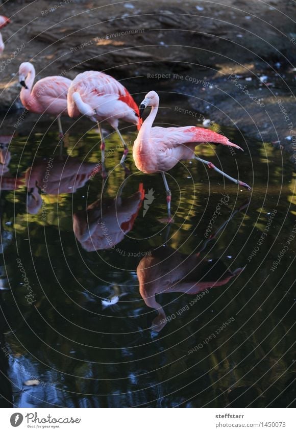Chilean flamingo, Phoenicopterus chilensis Exotic Vacation & Travel Tourism Adventure Sightseeing Safari Summer Coast Lakeside River bank Animal Wild animal