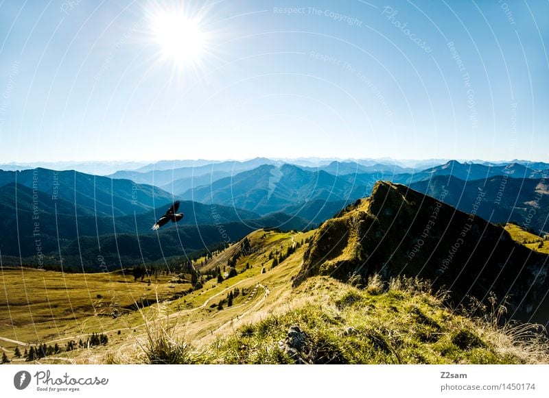 sovereignty over the air Leisure and hobbies Hiking Nature Landscape Sky Sun Summer Autumn Beautiful weather Meadow Alps Mountain Peak Bird Flying Free Gigantic