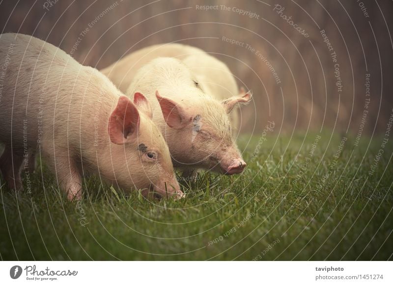 pig nose Swine Pigs Nose - a Royalty Free Stock Photo from Photocase