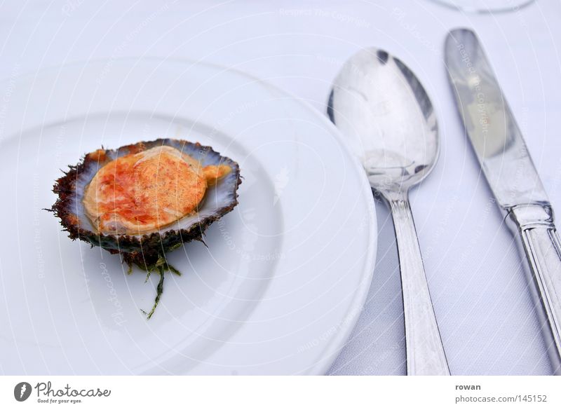 delicious shell Colour photo Copy Space top Neutral Background Fish Seafood Nutrition Lunch Dinner Banquet Business lunch Slow food Crockery Plate Knives Spoon