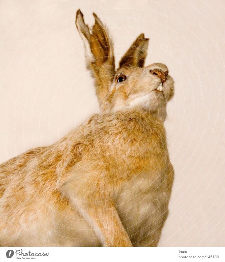 rabbit ear Hare & Rabbit & Bunny Pelt Broken Brown Mammal Transience Museum Death Ear Looking Easter Bunny