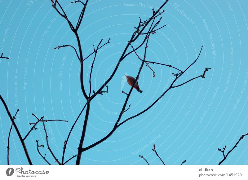 From below Nature Animal Air Sky Cloudless sky Winter Tree Bird 1 Observe Above Blue Wanderlust Calm Illustration Back-light Structures and shapes Colour photo