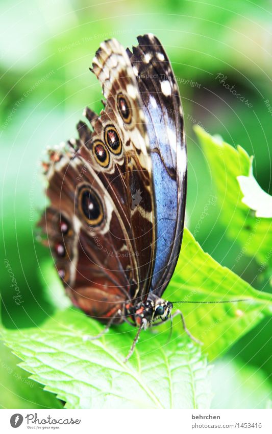 blue on green for the 2nd time Nature Plant Animal Spring Summer Beautiful weather Tree Leaf Garden Park Meadow Wild animal Butterfly Animal face Wing