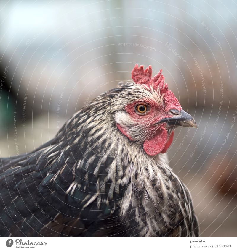 !trash! 2015 | chicken eye Nature Landscape Animal Farm animal Animal face Sign Observe Communicate Barn fowl Youth (Young adults) Eyes Poultry Egg Colour photo
