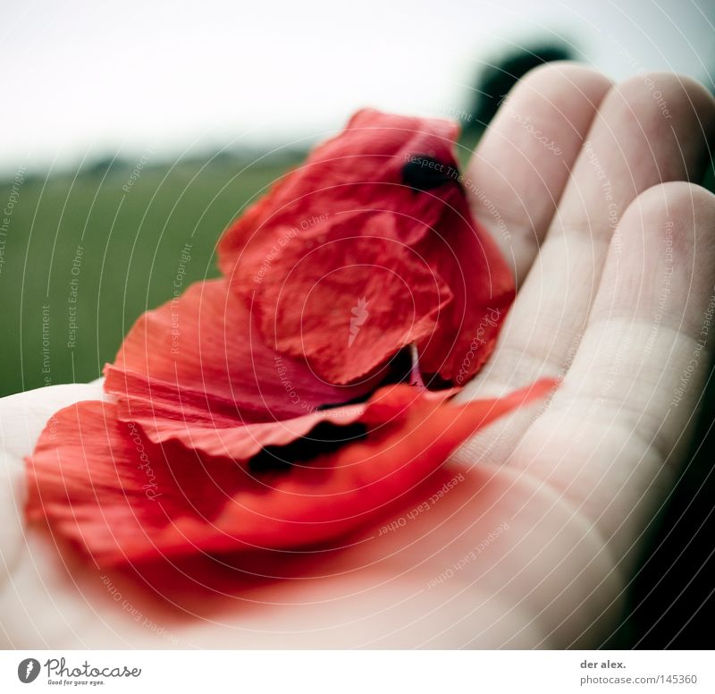 lead a tender life Hand Red Poppy leaf Delicate Easy To hold on Life Death Green Pallid Fingers Cold Concentrate Exterior shot
