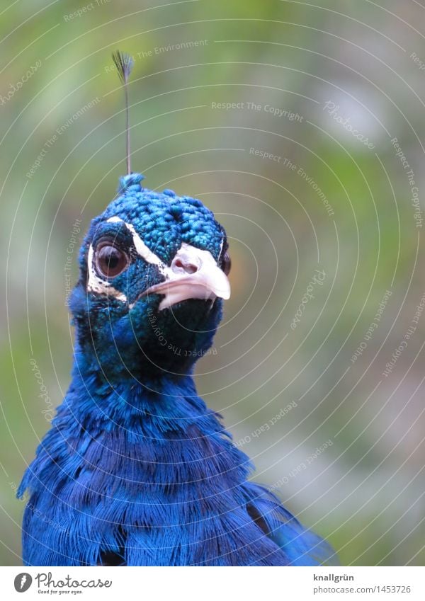 roof antenna Animal Bird Animal face Peacock 1 Observe Looking Beautiful Blue Green Colour Nature Feather Colour photo Exterior shot Deserted Copy Space right