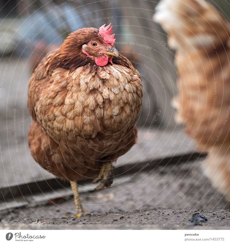 curious hen Animal Farm animal 1 Authentic Happy Curiosity Feminine Barn fowl Poultry Agriculture Gamefowl Contact Communicate Hesitate Looking Interest Red