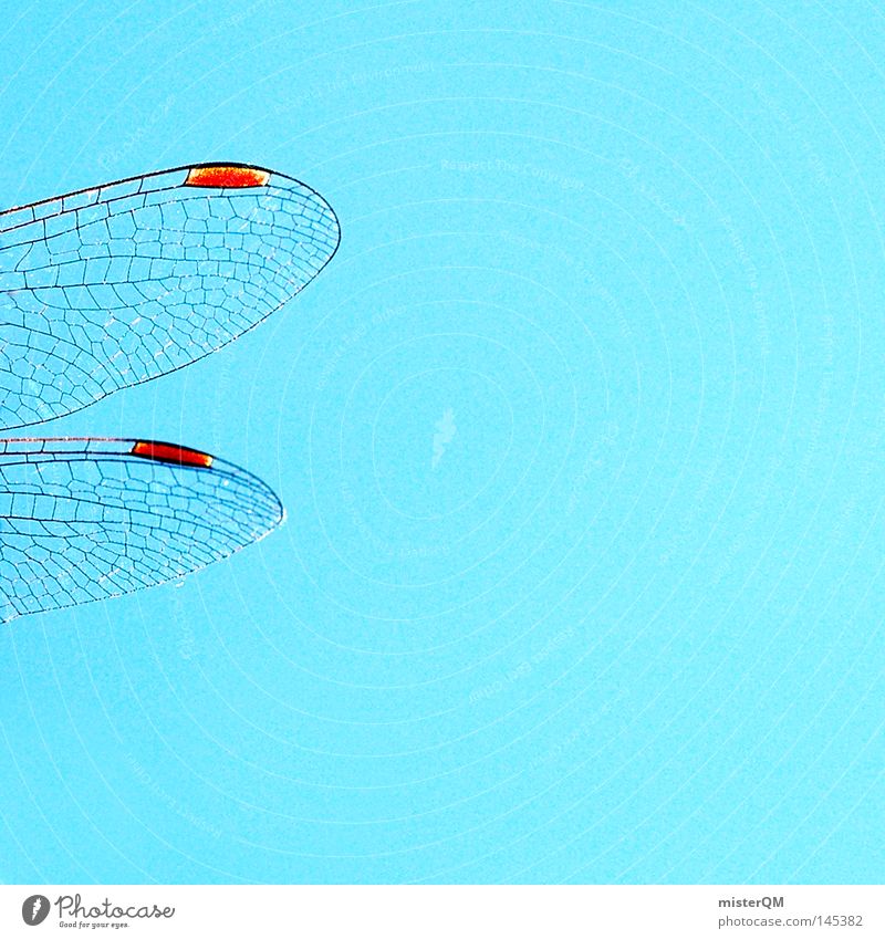 Dragonfly to heaven. Wing Thin Nature Animal Flying Macro (Extreme close-up) Close-up Sky Blue Insect Living thing Net Structures and shapes Arrangement Red