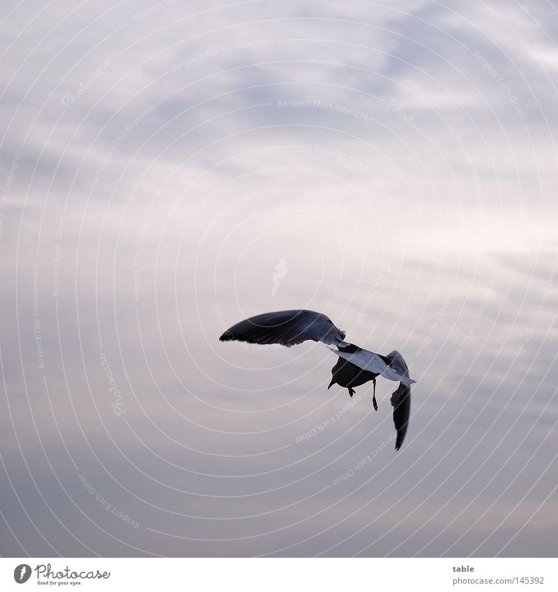 omnivorous animals Animal Air Sky Clouds Wild animal Bird Wing 1 Flying Hunting Esthetic Free Gray Movement Nature Seagull Silvery gull Goodbye Foraging