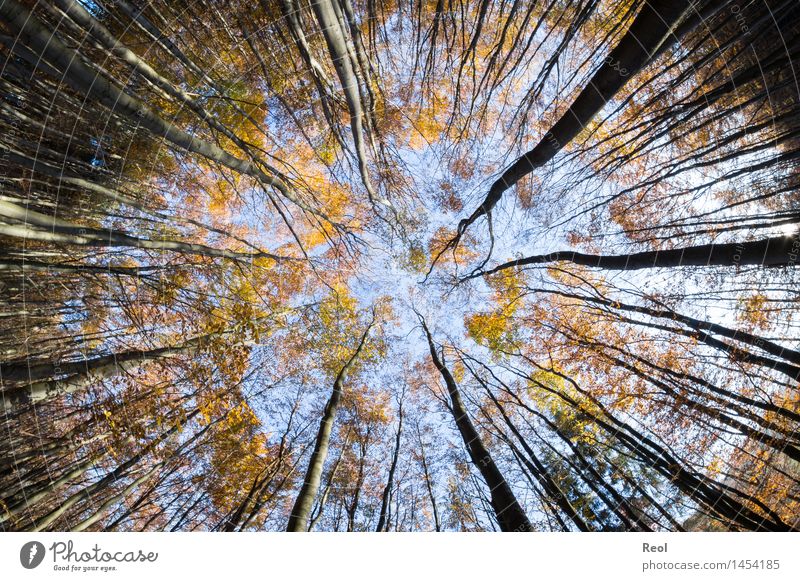 To the middle Nature Landscape Sky Cloudless sky Autumn Beautiful weather Plant Tree Leaf Wild plant Leaf canopy Tree trunk Twigs and branches Branch Forest