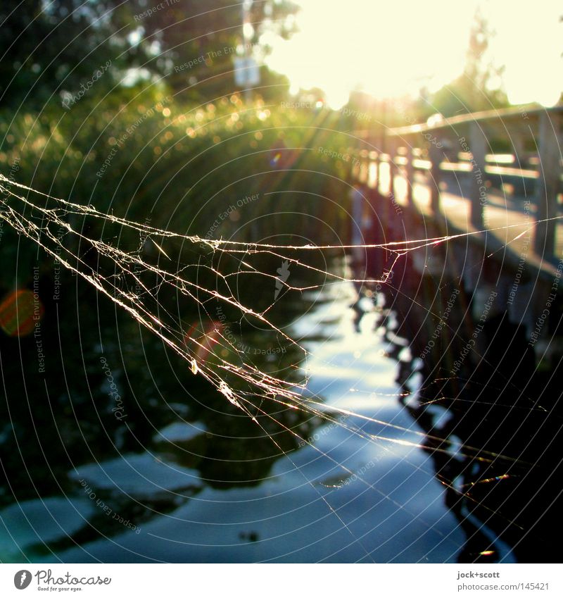 Spiders at the lake Nature Summer Lake Net Moody Safety (feeling of) Footbridge Common Reed Undulating Spider's web Habitat Curved Reflection Sunlight Sunbeam