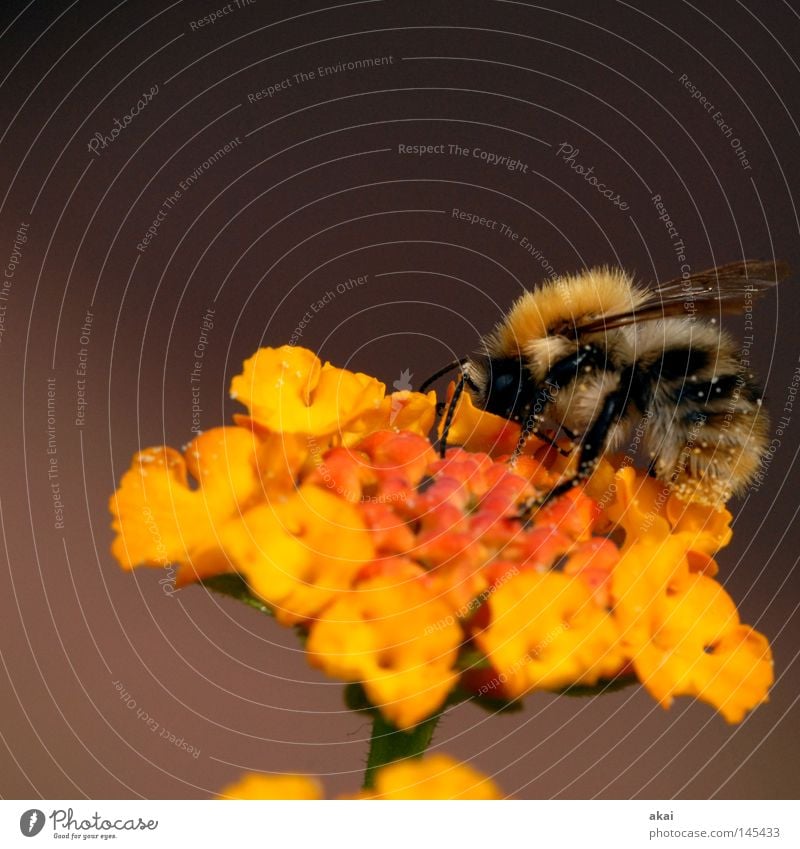 Last Bee 2008..........250! Flower Blossom Yellow sage Sprinkle Pollen Honey Honey bee Stamen Orange Wing Macro (Extreme close-up) 5,000 Close-up Transience