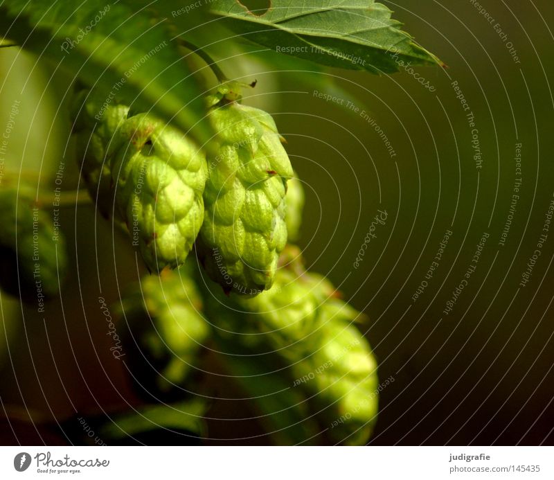 Beer? Hop Plant Nature Green Growth Environment Brewery Eyebrow Mixture Raw material Food Macro (Extreme close-up) Close-up hop wild at the same time no