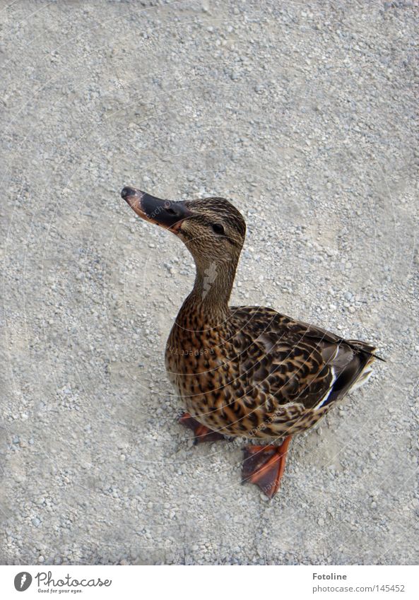 A duck looks up begging, hoping to finally get a piece of the ice cream cone Colour photo Exterior shot Deserted Copy Space top Day Looking feet Earth Water