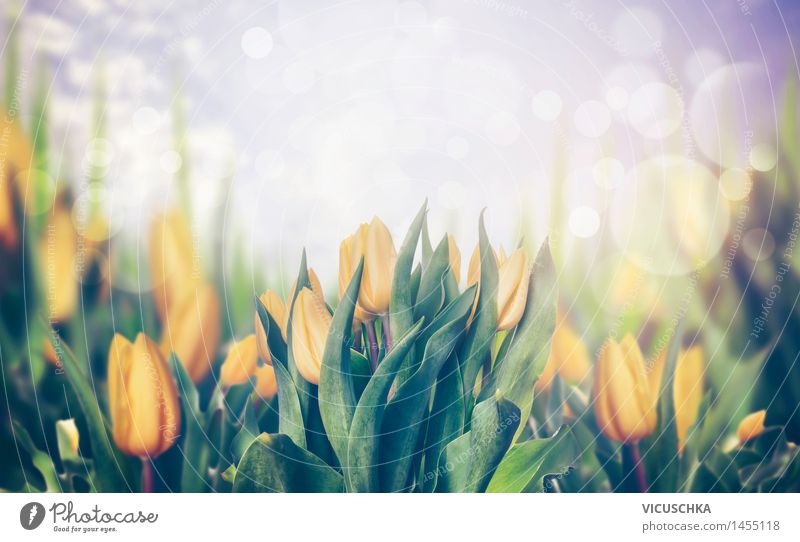 Spring Tulips Style Design Summer Garden Feasts & Celebrations Nature Plant Flower Blossom Park Bouquet Blossoming Yellow April Background picture Tulip field