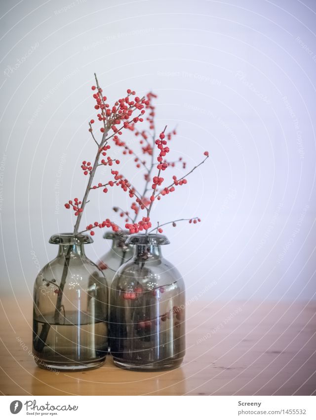 Three Vase Decoration Bushes Berry bushes Wood Glass Esthetic Gray Red Still Life Colour photo Interior shot Deserted Artificial light Shallow depth of field