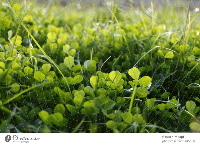 Clover Meadow Nature Grass Fresh Green Depth of field Colour photo Close-up Cloverleaf Leaf green Summer
